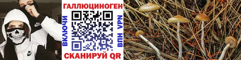 Псилоцибиновые грибы MAGIC MUSHROOMS  Волосово 